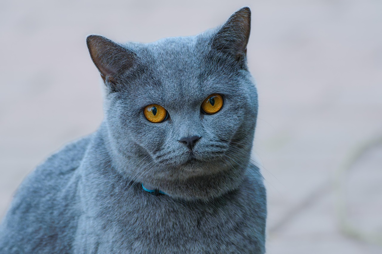 Le Chat bleu